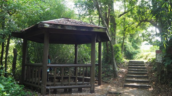 《台中》貓仔龍貓｜后里鳳凰山觀音山登山步道O繞202505042777231