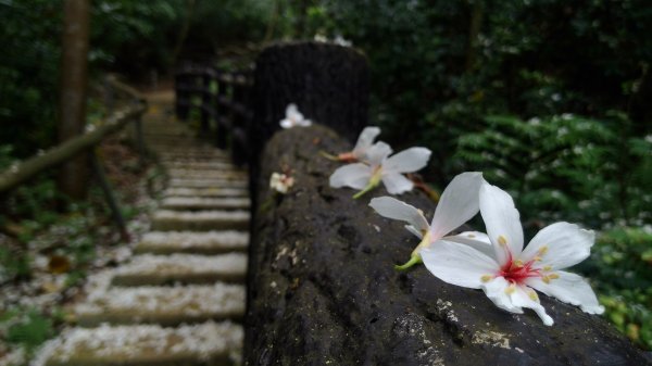 高峰植物園684204