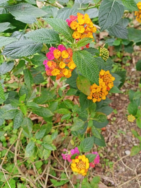 春暖花開的內湖文德三號公園、瑞陽公園、大港墘公園【齊心鞋力向前走】2025369