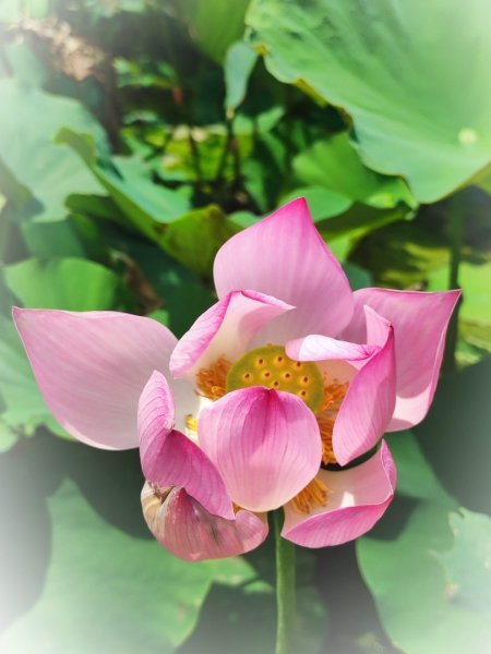 中坑荷花楓樹稻田3078857