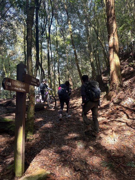 1140209雪見北坑山大板根2709947