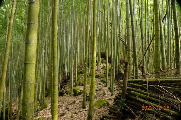 嘉義 阿里山 卓武山1623093