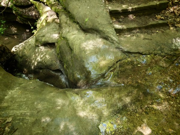 [美國行-06] 2026_0510 火雞跑步州立公園-步道三3059119