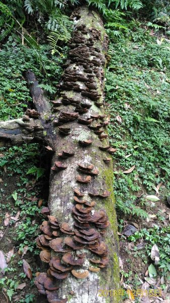 小百岳行~志繼山東眼山(#22) 拉卡山485429