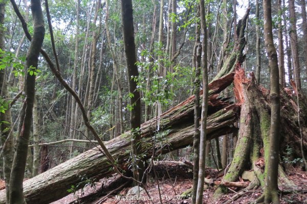 《台中》谷關七雄｜初登屋我尾山201703192890440