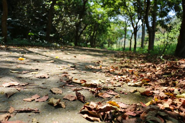 藍天綠意練腳力。 坑內坑森林步道781863