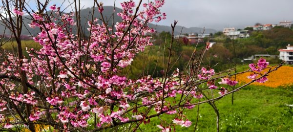 #平菁街 #鵝尾山梯田 #廣佑聖王廟 #寒櫻巷 #夕陽 1/24&252987012