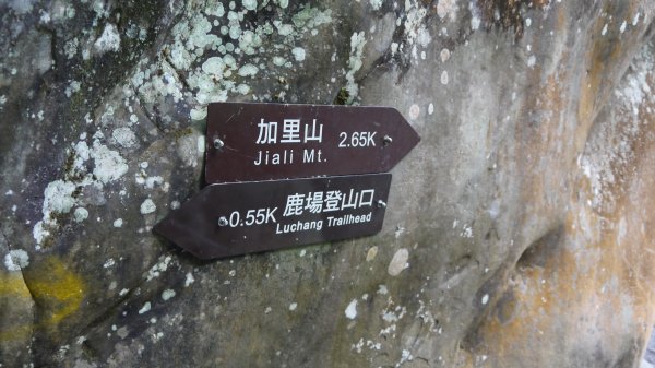 加里山登山健行趣(小百岳42)1527216