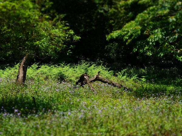 《宜蘭》植物博物館｜員山福山植物園201805182889178