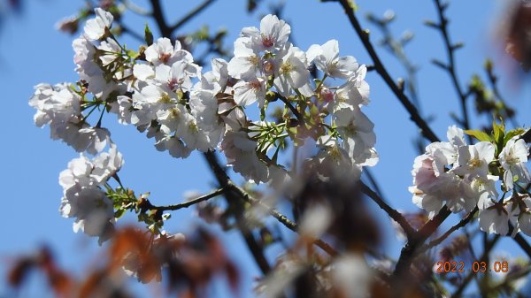 春暖花開，鳥語花香1633864