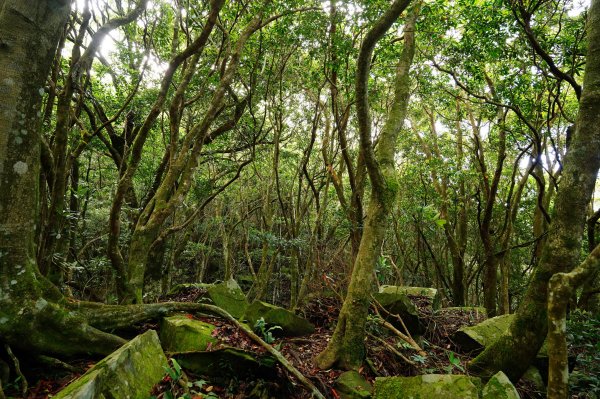 新竹 尖石 大混山、牛欄坑山、李崠山3058560