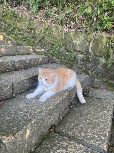 【四獸山 Short】虎豹象先行！獅山封閉中，等新步道開箱再相見2888864