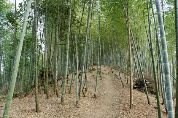南投 鹿谷 龍鳳山、龍鳳峽山、三叉崙山、水桶寮山、內樹皮山、羊頭崙山、志騰山、竹崙山、溪頭山2962250