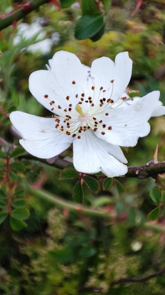 合歡山群峰（南峰、石門山、尖山、東峰）2626807