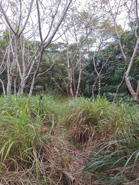 烏山嶺水利古道+鳥子嶺O型2967452
