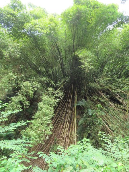 旱溪源頭自然生態區2878034