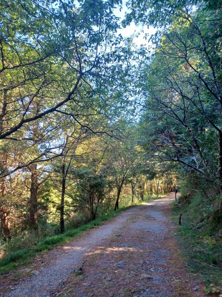 【台中和平】大雪山啞口觀景台步道2933076