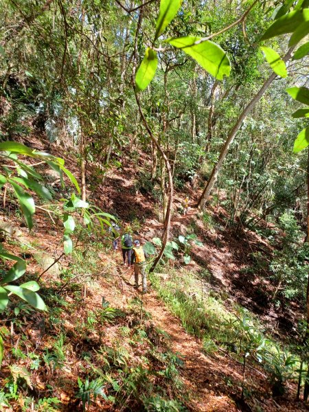 【苗栗泰安】中級山的大霸尖山。 虎山步道2779602