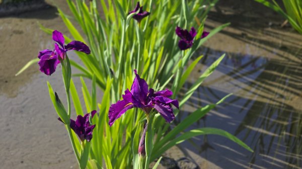 免出國免門票，連綿壯闊的梯田風情，全臺唯一梯田鳶尾花海，嵩山百年梯田2764684