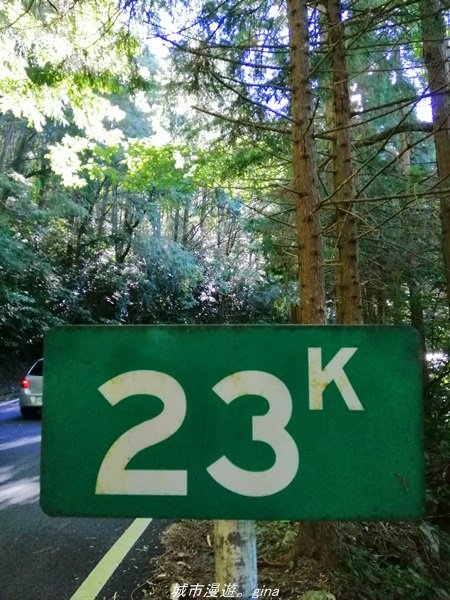 【台中。和平】綠蔭杉林大口森呼吸。 橫嶺山自然步道x橫嶺山主峰1497924