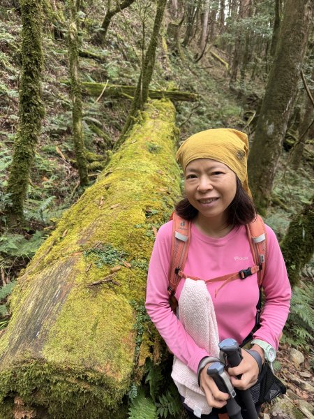 回程下雨的 松鶴上 八仙山 202510252925755