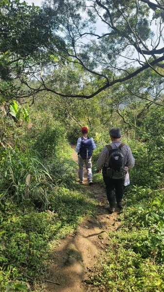 2025-0204 鶯歌_大凍山_三角埔頂山_迴龍2707873