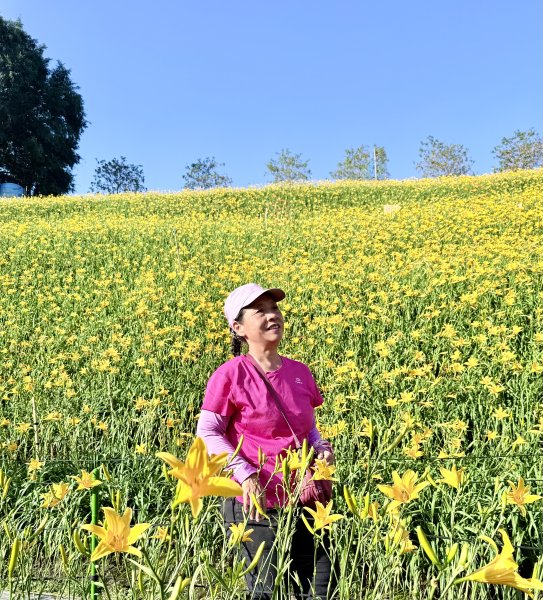 虎山巖賞金針花順撿基石    2025.5.142789456