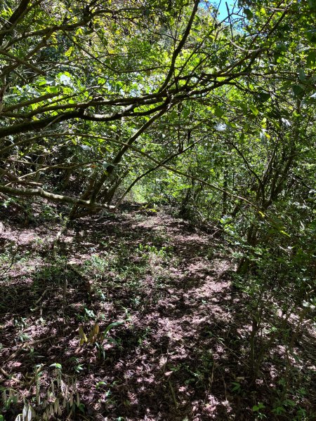 戶亞宇山基點峰-戶亞宇山主峰 2025.6.152815043