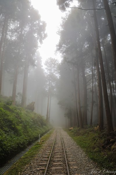 [嘉義]水山巨木步道2045401