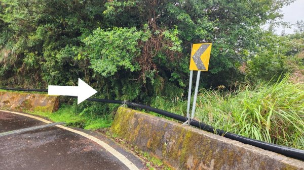 【中級山縱走】觀雪縱走（雪見大板根，仰天神木，北坑山，司馬限林道）2741261