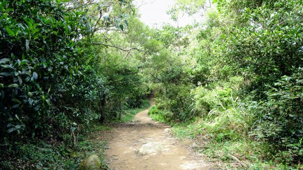 今天，我想來點飛鳳山，叮咚。1142049