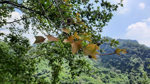《南投》峰峰相連｜草屯九九峰森林步道O型202509062879254