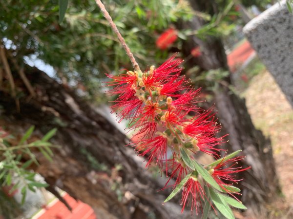 阿罩霧山、中心瓏步道2768903