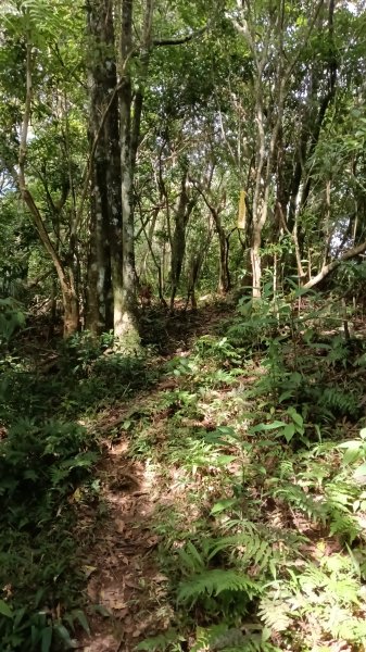 坪林區金瓜寮土地公-火炎山東峰-火炎山-火炎山南峰-金瓜寮土地公O型3138290