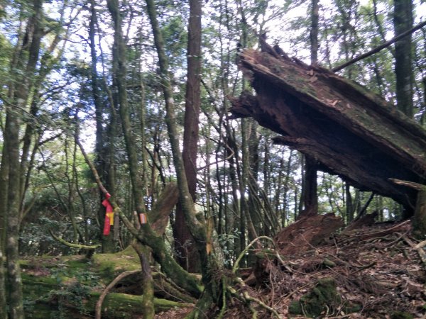 谷關七雄：八唐縱走(八仙山、唐麻丹山)1507633