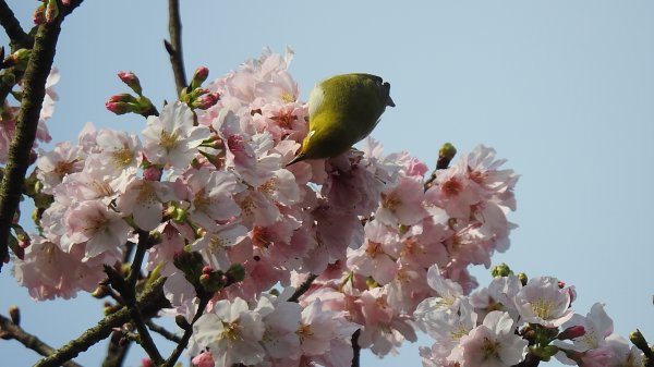 #綠繡眼 訪花 #吉野櫻 #天元宮 #楓樹湖 03162736675