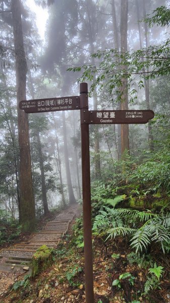 111/12/18藤枝森林園區東藤枝山、藤枝山1979561