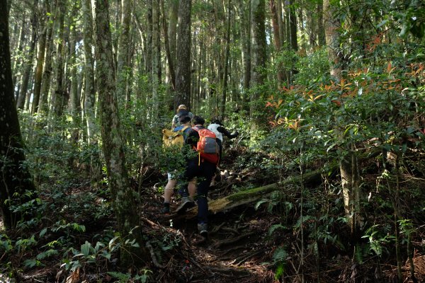 苗栗南庄鄉 二訪加里山 ‧ 2025春 哈加2753380