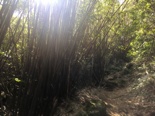 2021.02.23 天元宮-〖山仔頂步道〗【向天池山】-向天池【向天山】【面天山】-二子坪1676562