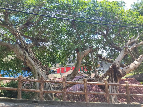 微笑山線：【大棟山系】百年大榕樹段2868472