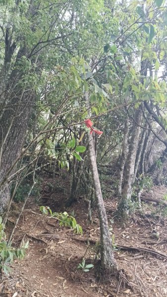 20251010 大雪山國家森林遊樂區 - 船型山林道 登 烏石坑山2911165