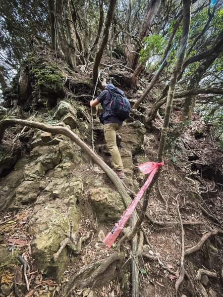 高島P型縱走-夢幻的杉林營地3012449