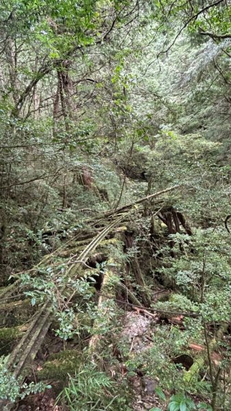 多門山山麓見晴運材軌道2597621