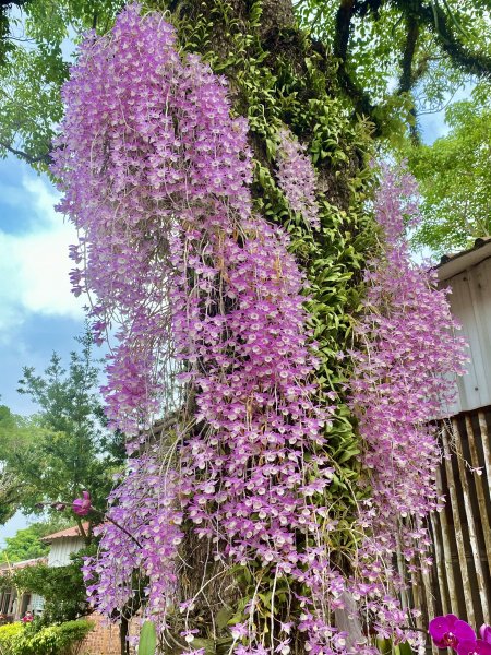 嘉義賞花趣--天宮石斛花瀑、竹崎公園花旗木    2021/4/141349443