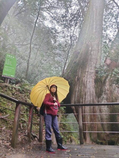 1110326 拉拉山神木區雨中漫步1655038