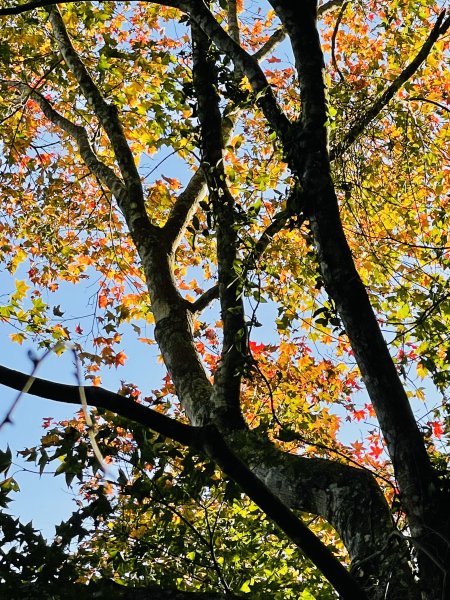 馬拉邦山-楓情萬種1545598