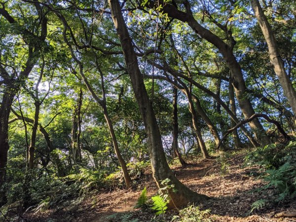 石雲步道 望湖山 福源山步道1239056