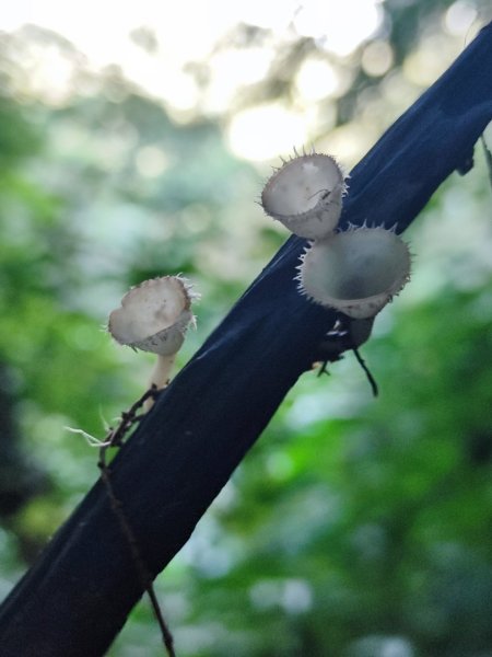 三峽白雞三山2963354