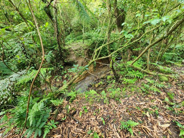 20250404雙十縱走失敗撤退改走蝙蝠山2892550