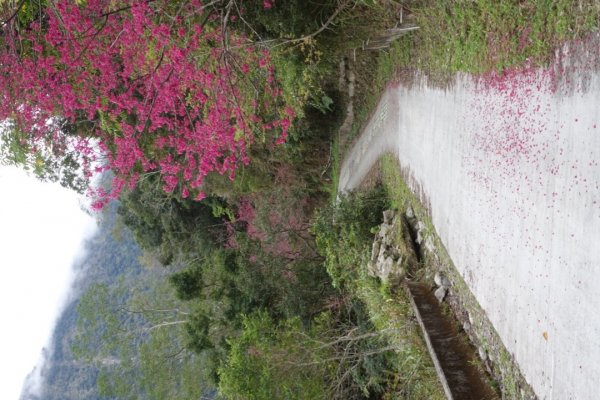 小鬼湖林道上亞泥迪山1276714